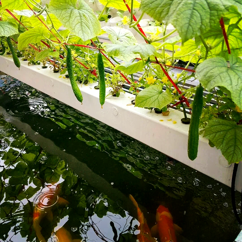 温州市水肥机鱼菜共生 - 厂家